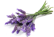 Load image into Gallery viewer, doTERRA Lavender